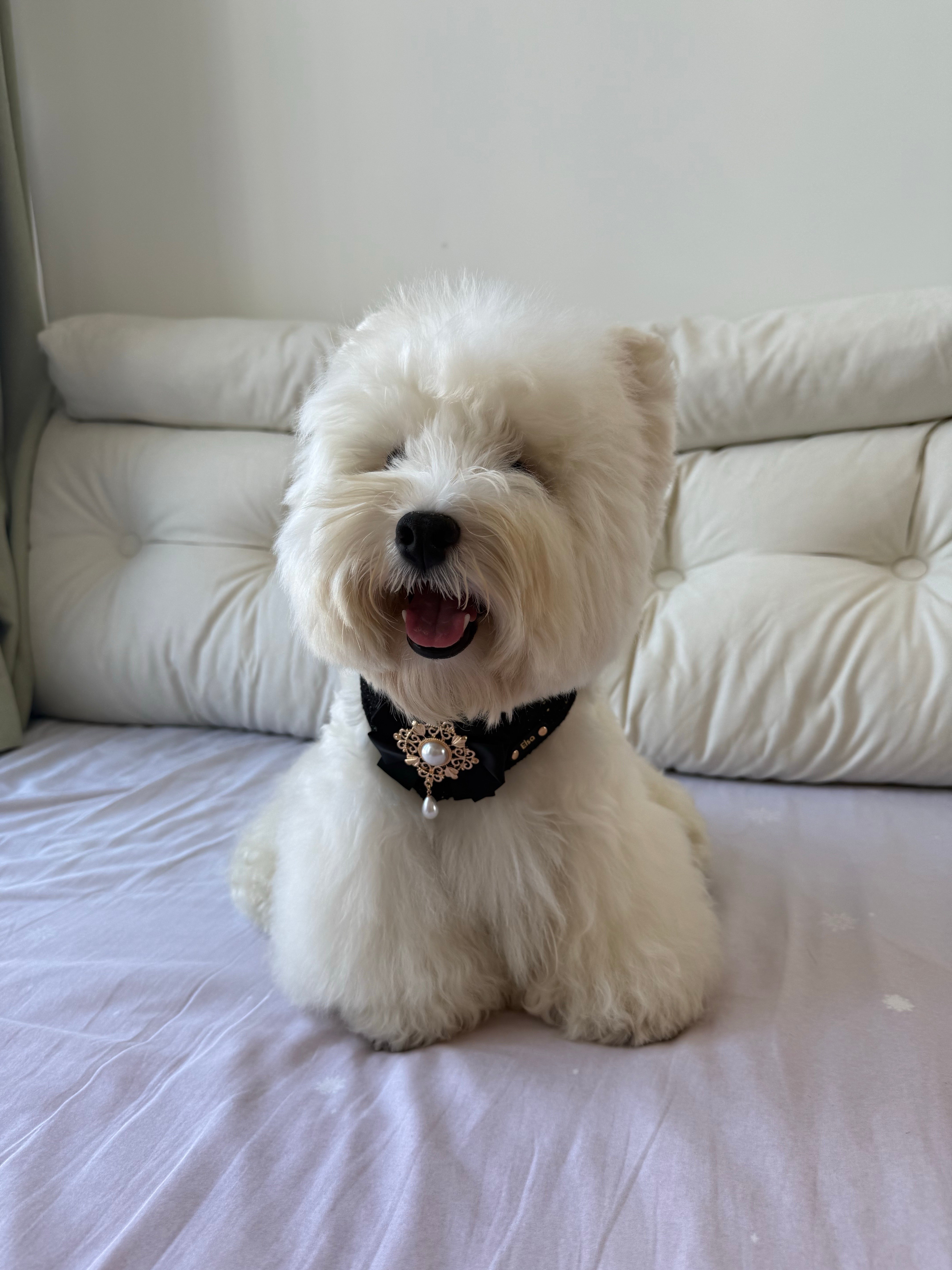 Personalized Pet Bib – Custom Name Bandana with Fasteners