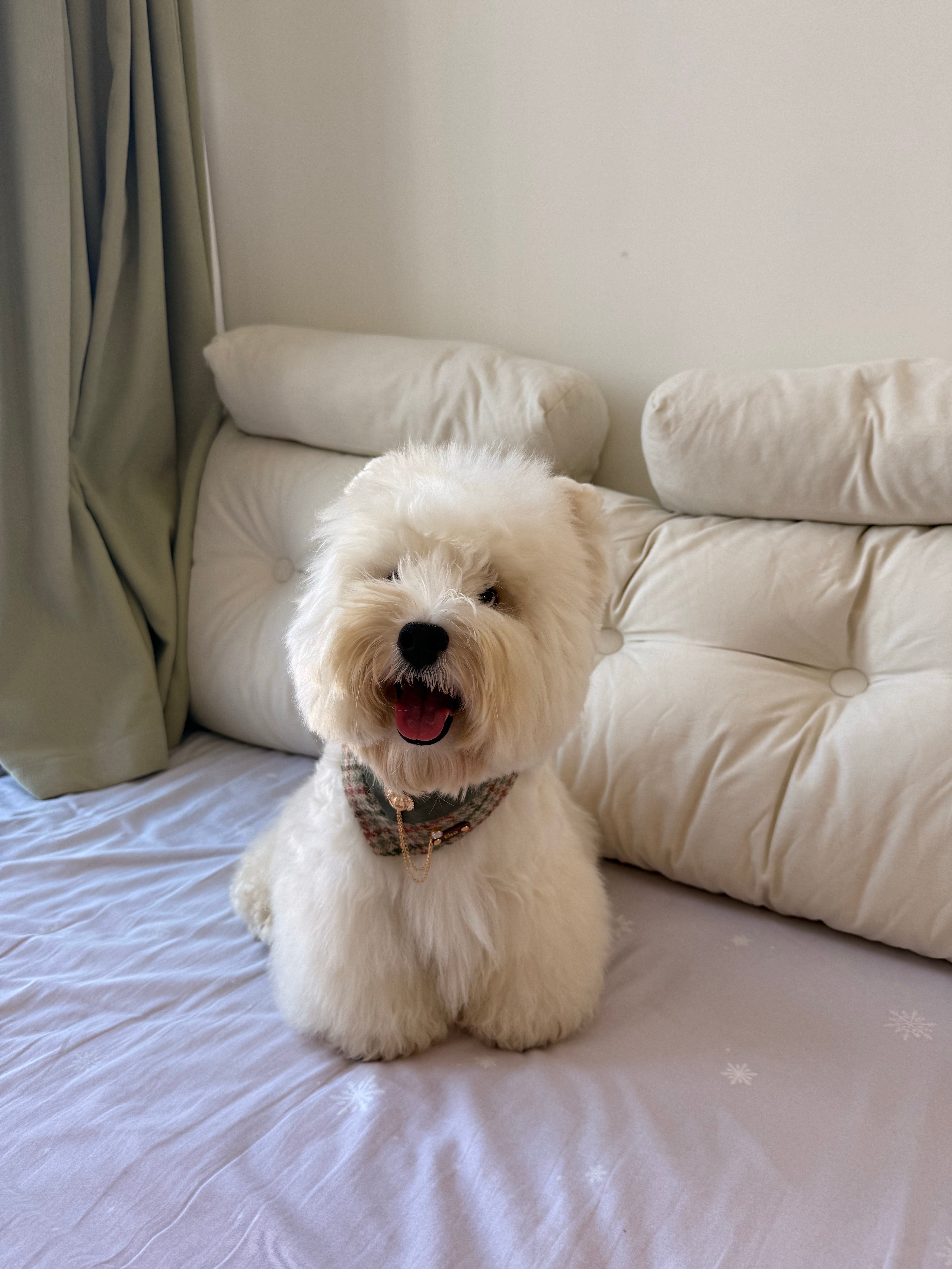 Personalized Pet Bib – Custom Name Bandana with Fasteners