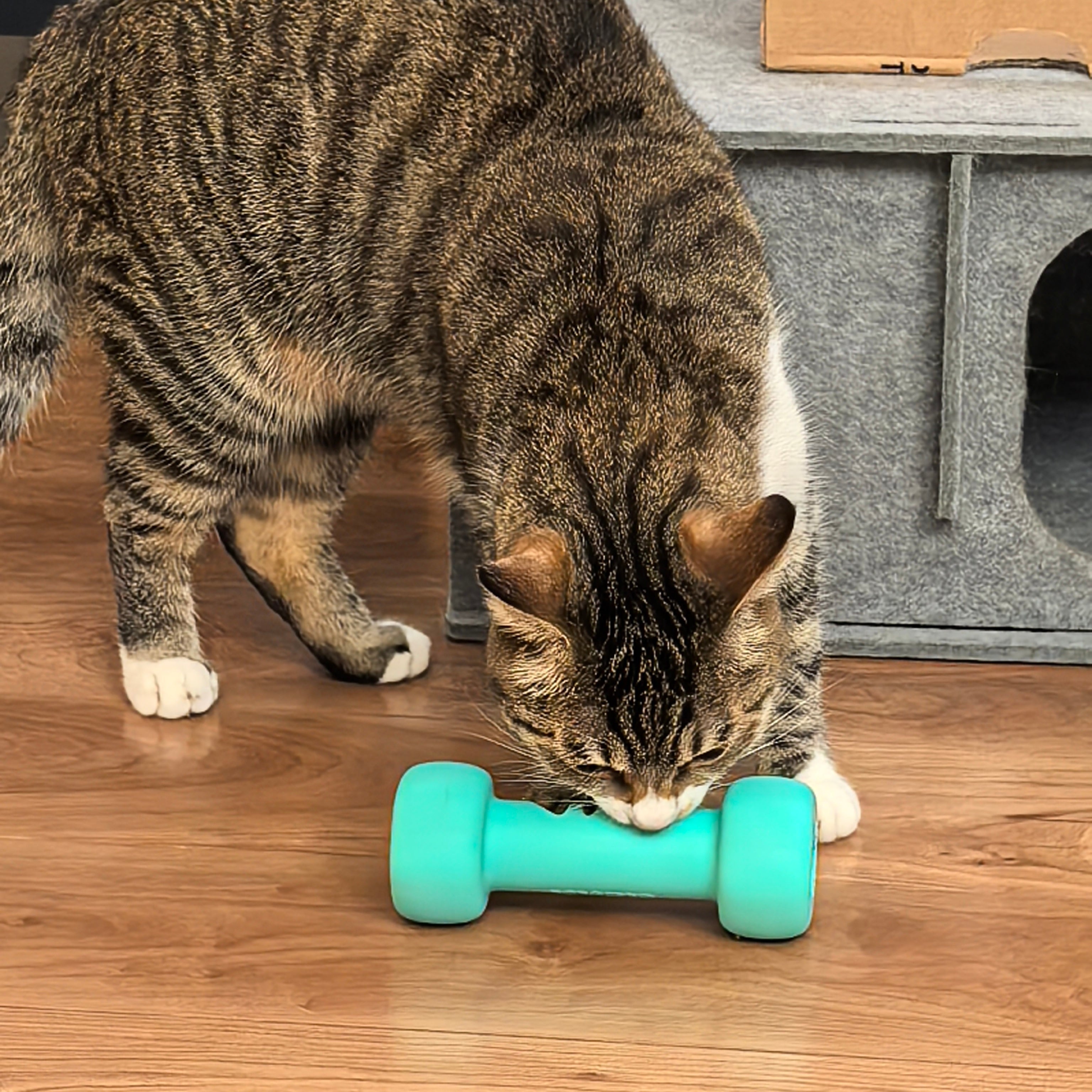 Mental Enrichment Dumbbell Toy for Cats